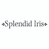 Splendid Iris